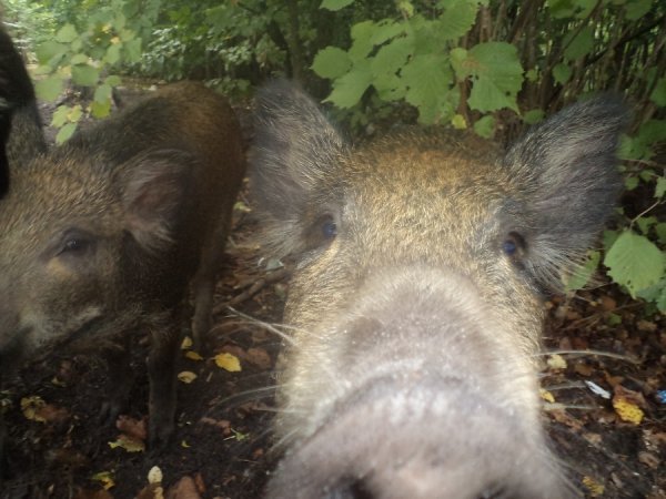 На Волині дикі кабани без страху розгулюють по селах